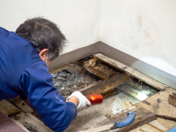 Marine City, MI Mold Removal Company