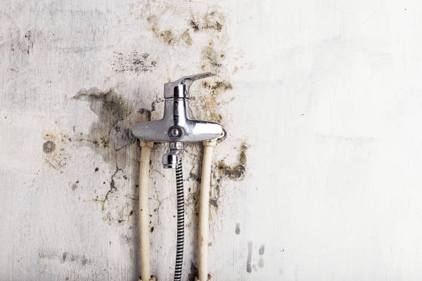 Best Office Mold Removal Services  in Marine City, MI
