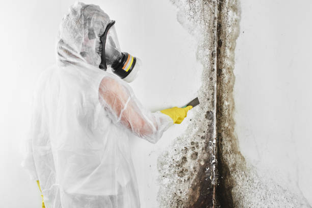 Best Mold Removal Process  in Marine City, MI