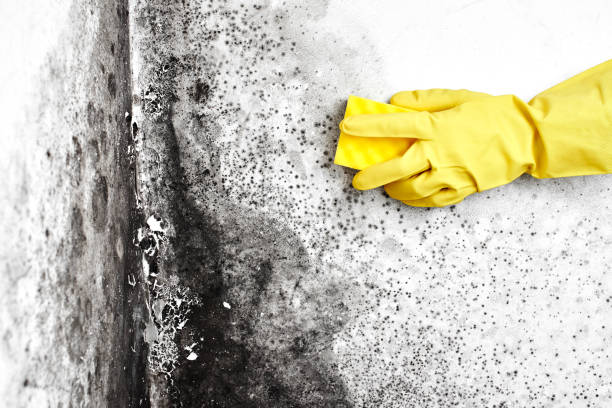 Best Certified Mold Removal  in Marine City, MI