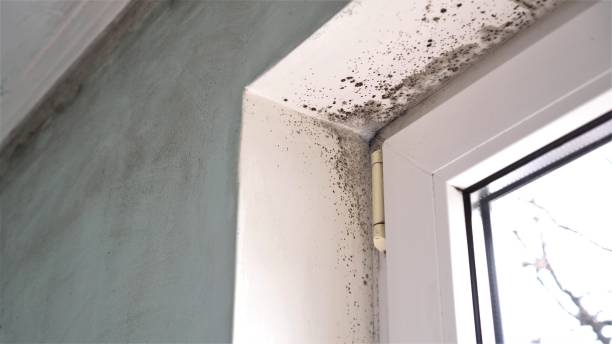 Best Mold Testing  in Marine City, MI