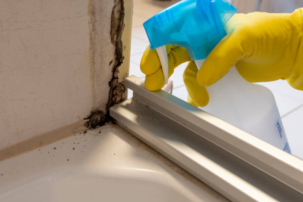 Best Best Mold Removal Companies  in Marine City, MI
