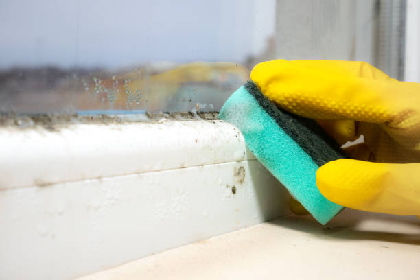 Best Affordable Mold Removal  in Marine City, MI