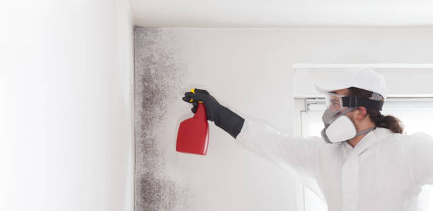 Best Commercial Mold Removal  in Marine City, MI