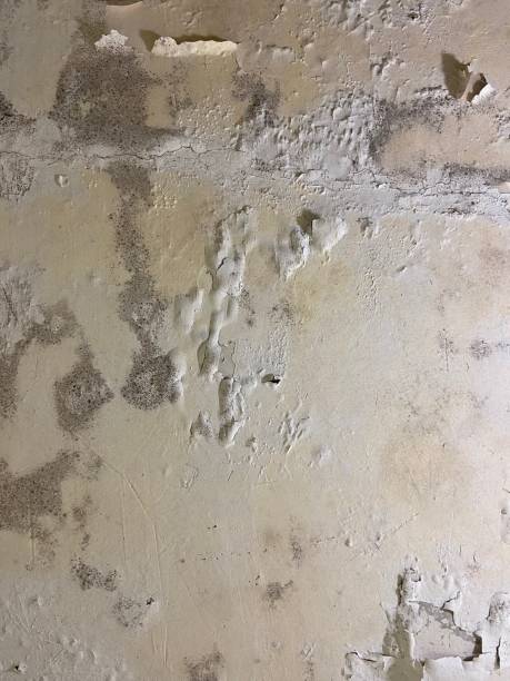 Mold Removal Process in Marine City, MI