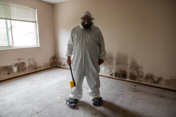 Best Attic Mold Removal  in Marine City, MI