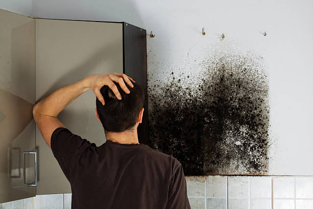 Best Fast Mold Removal  in Marine City, MI