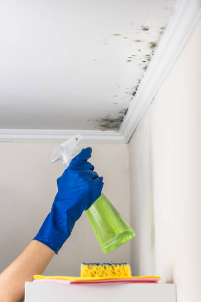 Best Mold Cleaning Services  in Marine City, MI