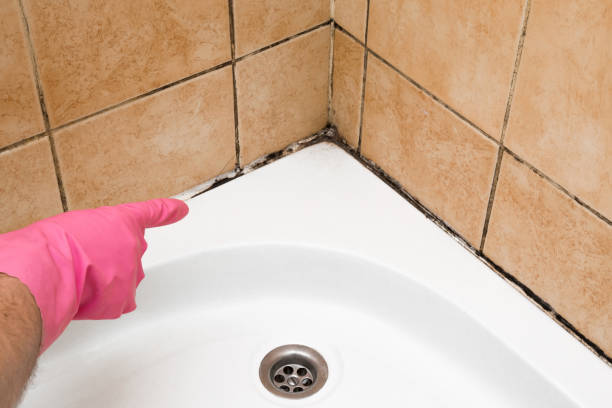 Best Black Mold Removal  in Marine City, MI